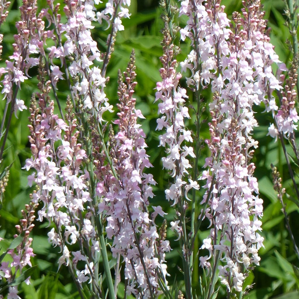 Linaria purpurea Canon J. Went