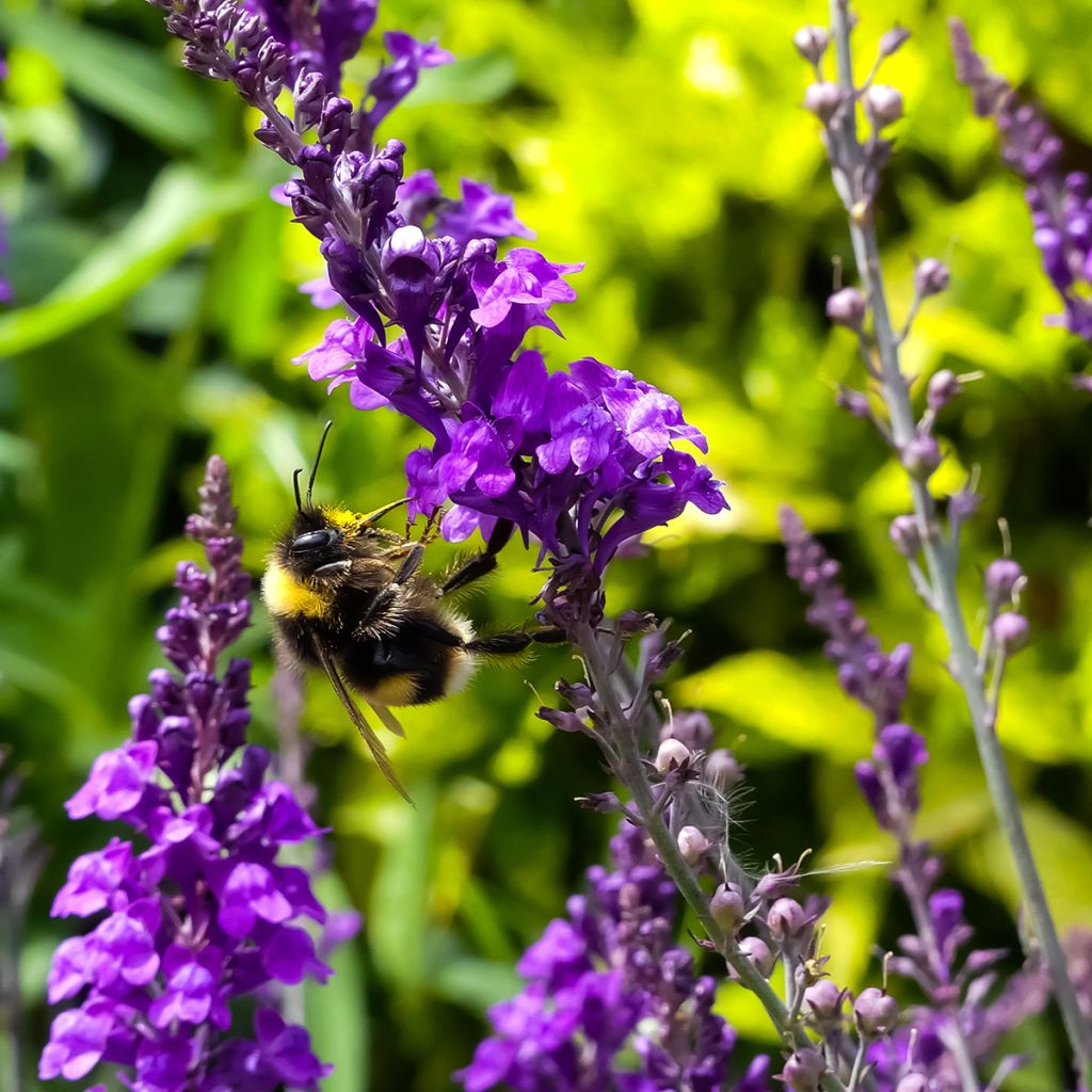 Linaria purpurea