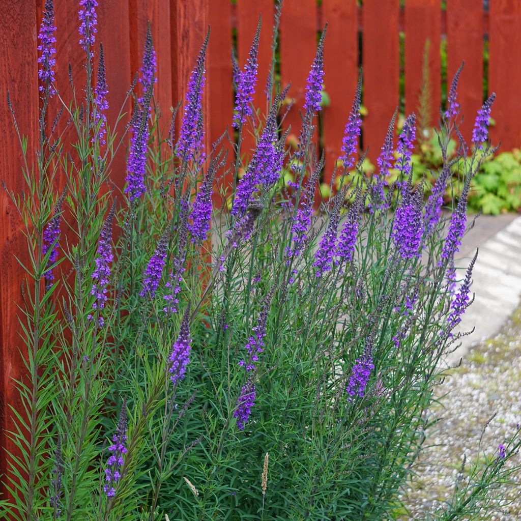 Linaria purpurea