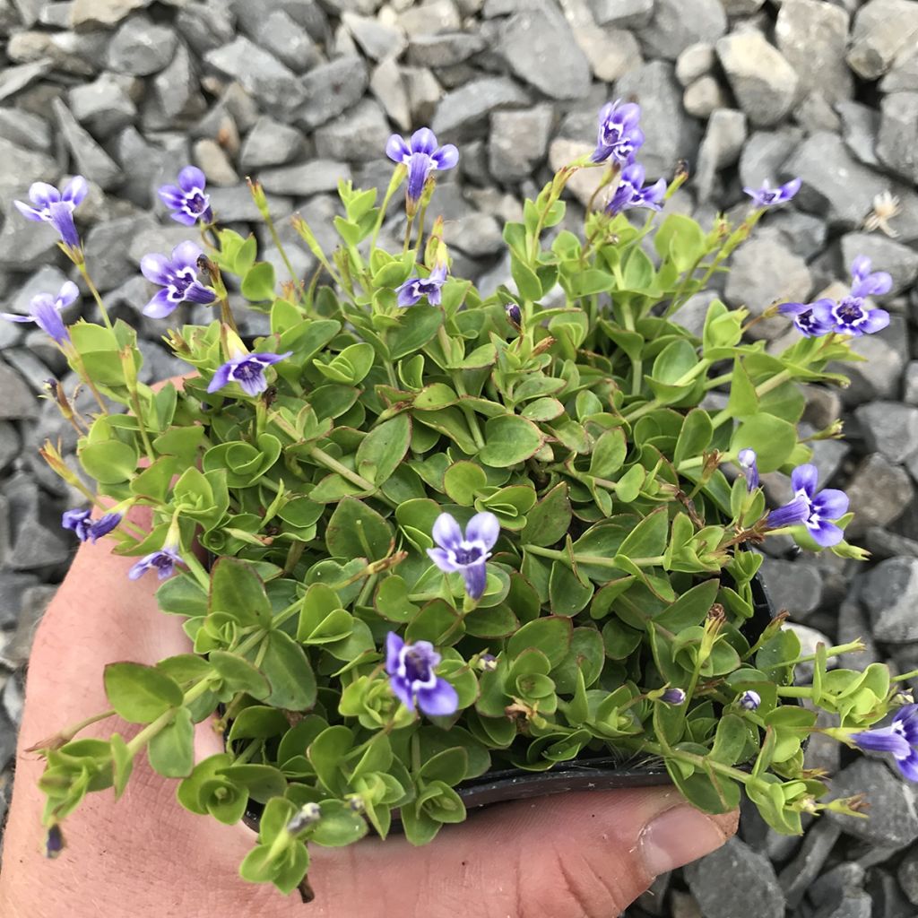 Lindernia grandiflora