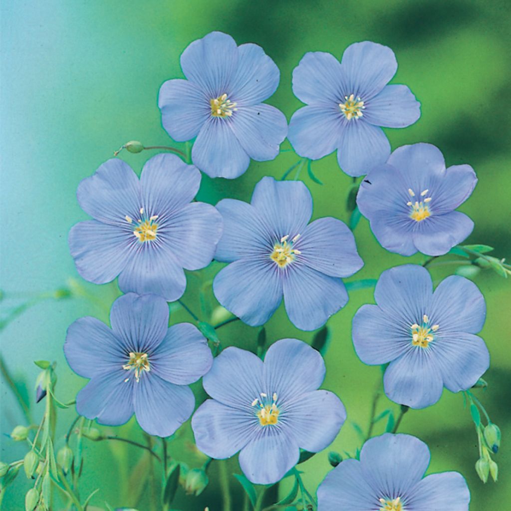 Lin - Linum grandiflorum 'Blue Dress'