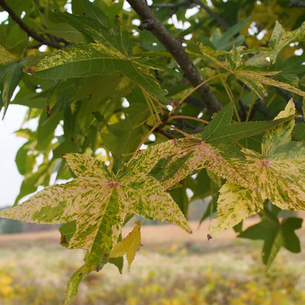 Liquidambar styraciflua Aurea