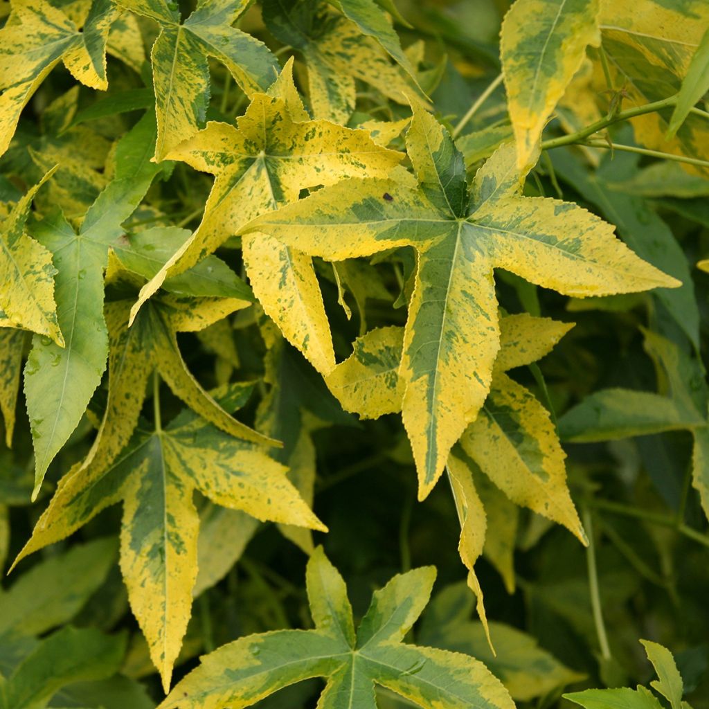 Liquidambar styraciflua Aurora - Storace americano