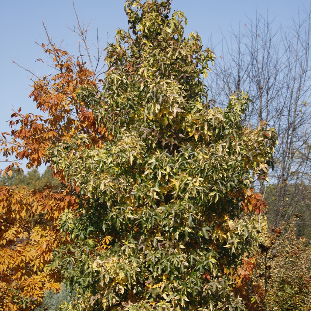 Liquidambar styraciflua Aurora - Storace americano