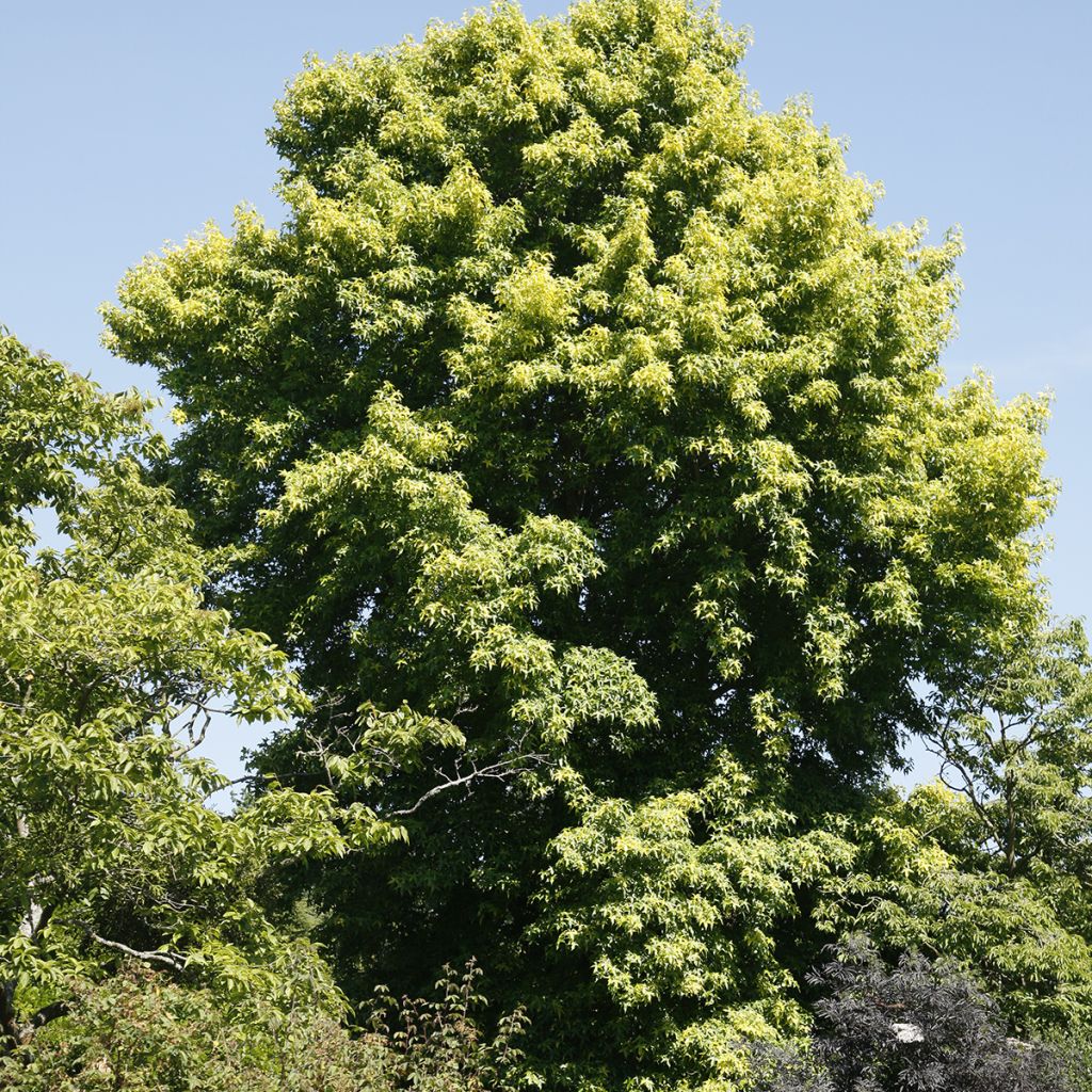 Liquidambar styraciflua Aurora - Storace americano