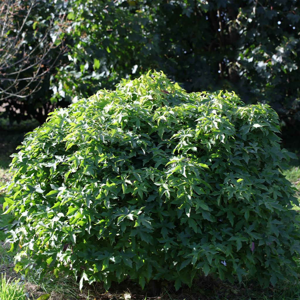 Liquidambar styraciflua Gum Ball - Copalme d'Amérique