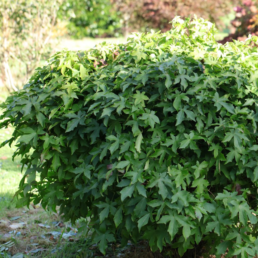 Liquidambar styraciflua Gum Ball - Copalme d'Amérique