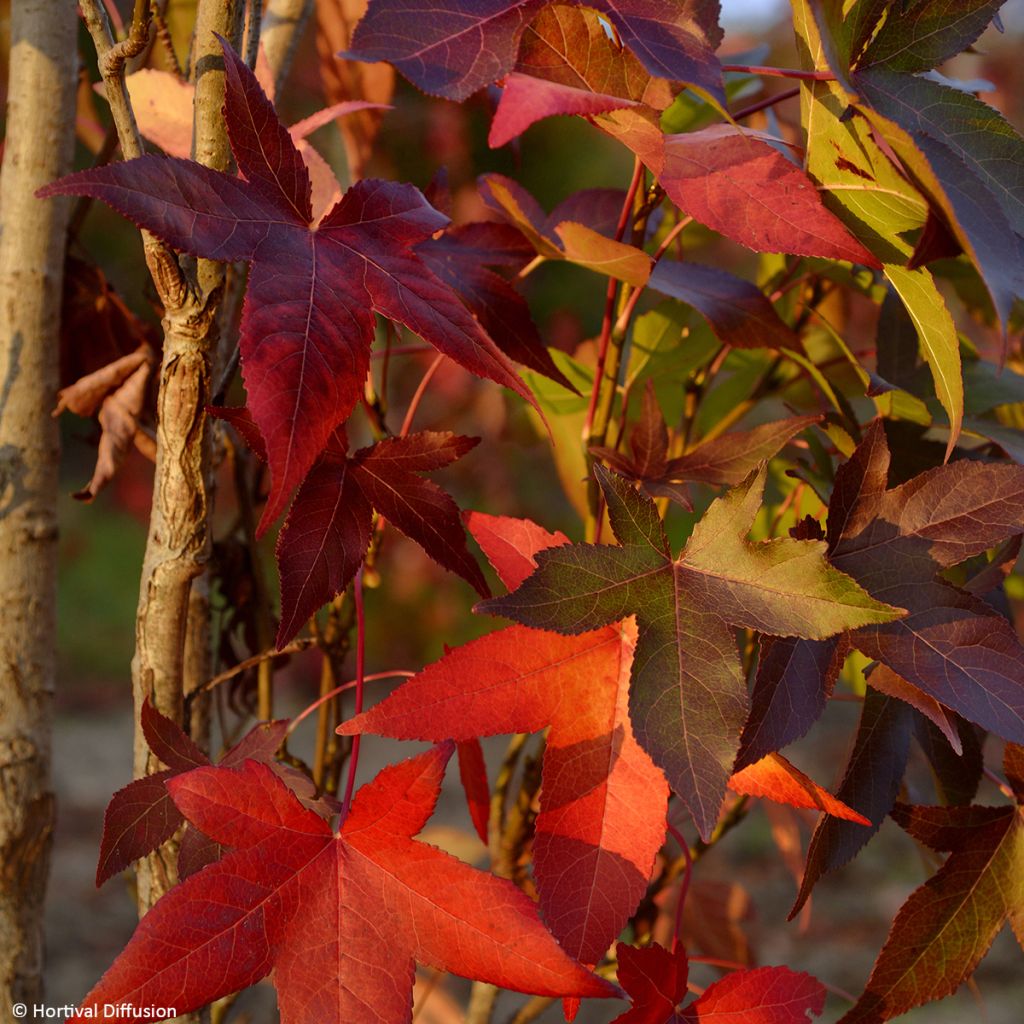 Liquidambar styraciflua Oakville Highlight - Storace americano