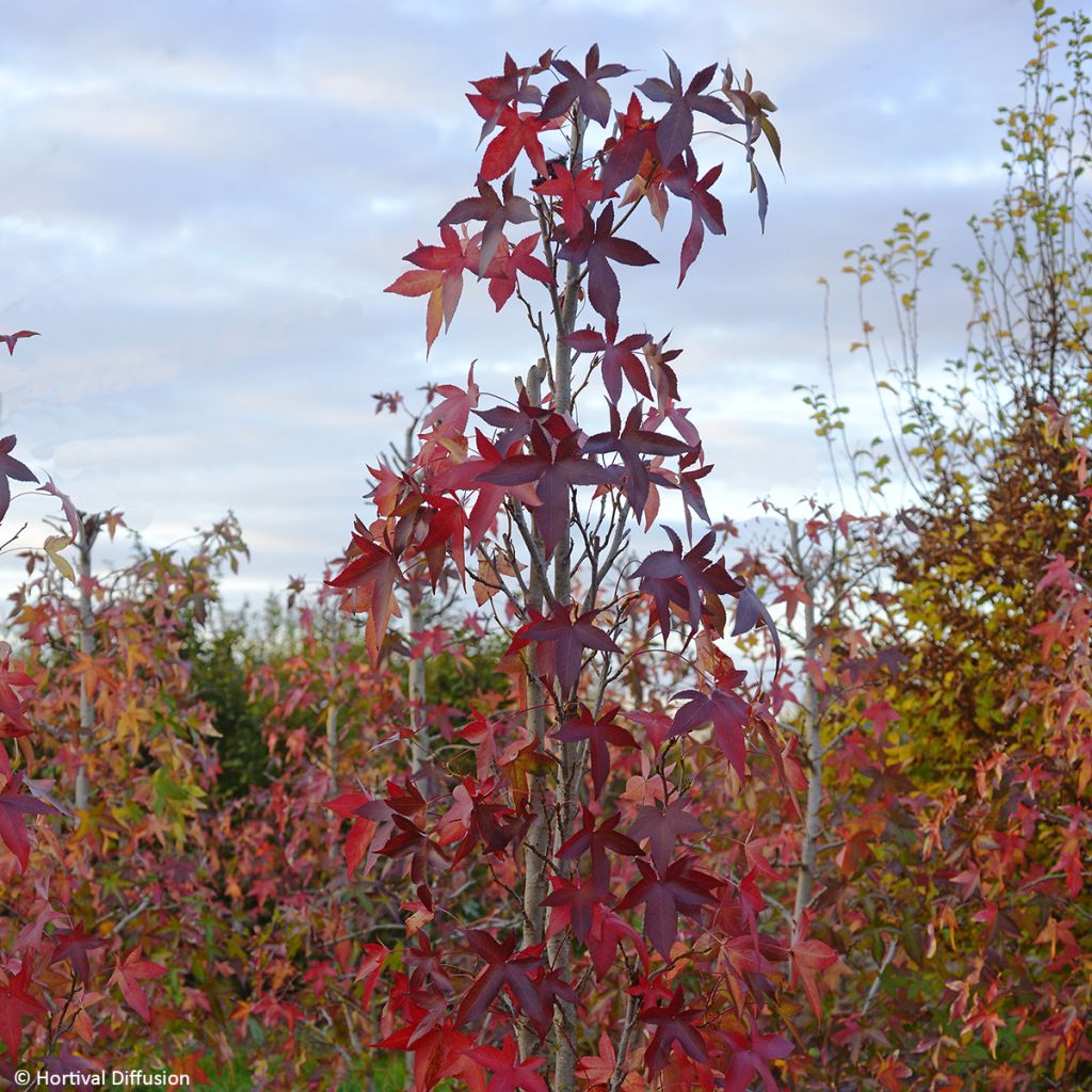 Liquidambar styraciflua Oakville Highlight - Storace americano