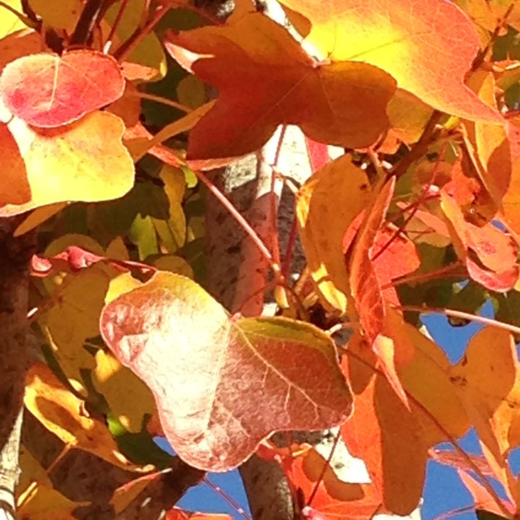 Liquidambar styraciflua Rotundiloba - Copalme d'Amérique