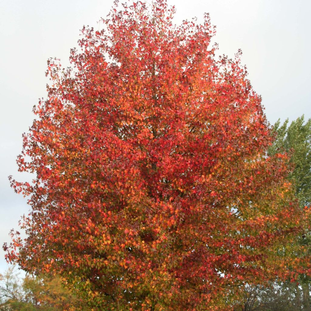 Liquidambar styraciflua Thea - Storace americano