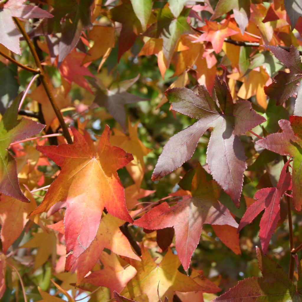 Liquidambar styraciflua Thea - Storace americano