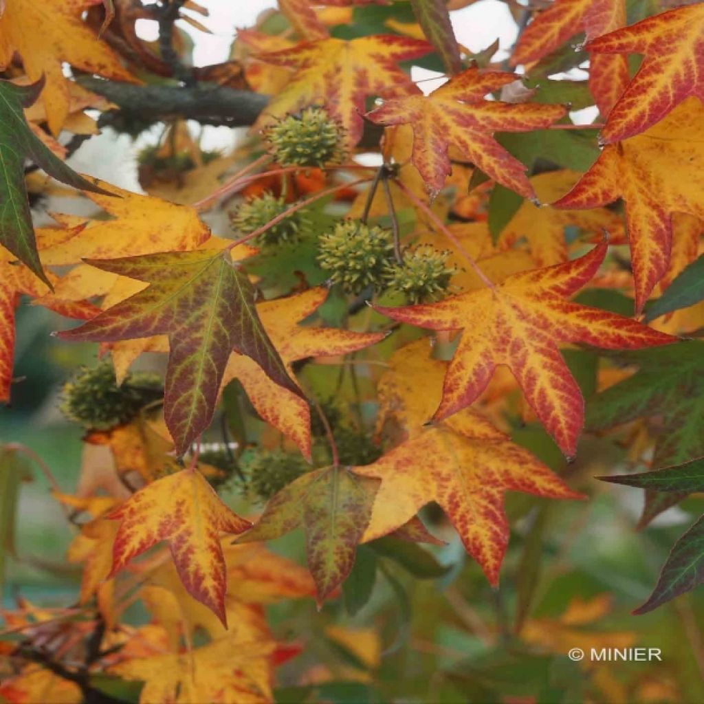 Liquidambar styraciflua Worplesdon - Storace americano