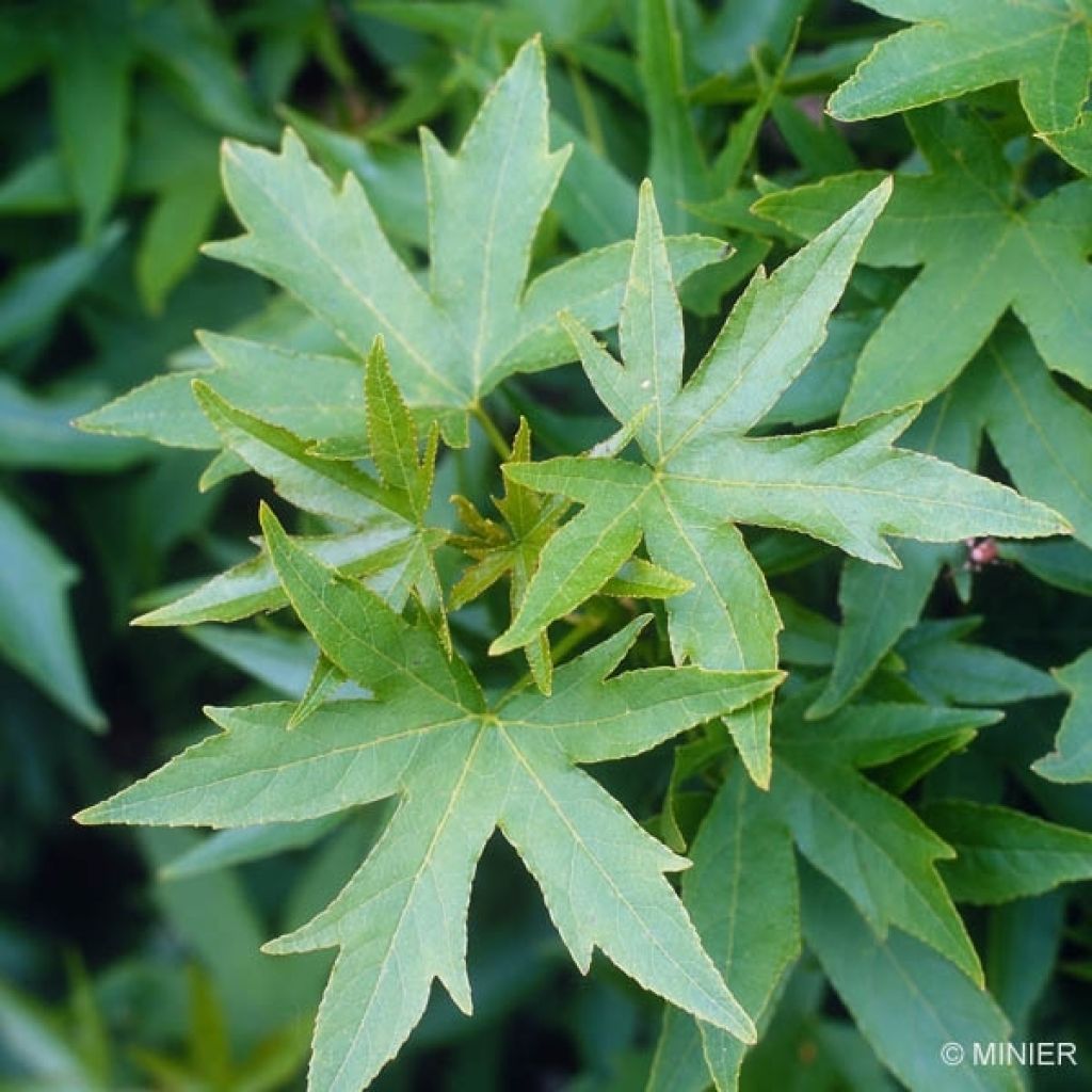 Liquidambar styraciflua Worplesdon - Storace americano