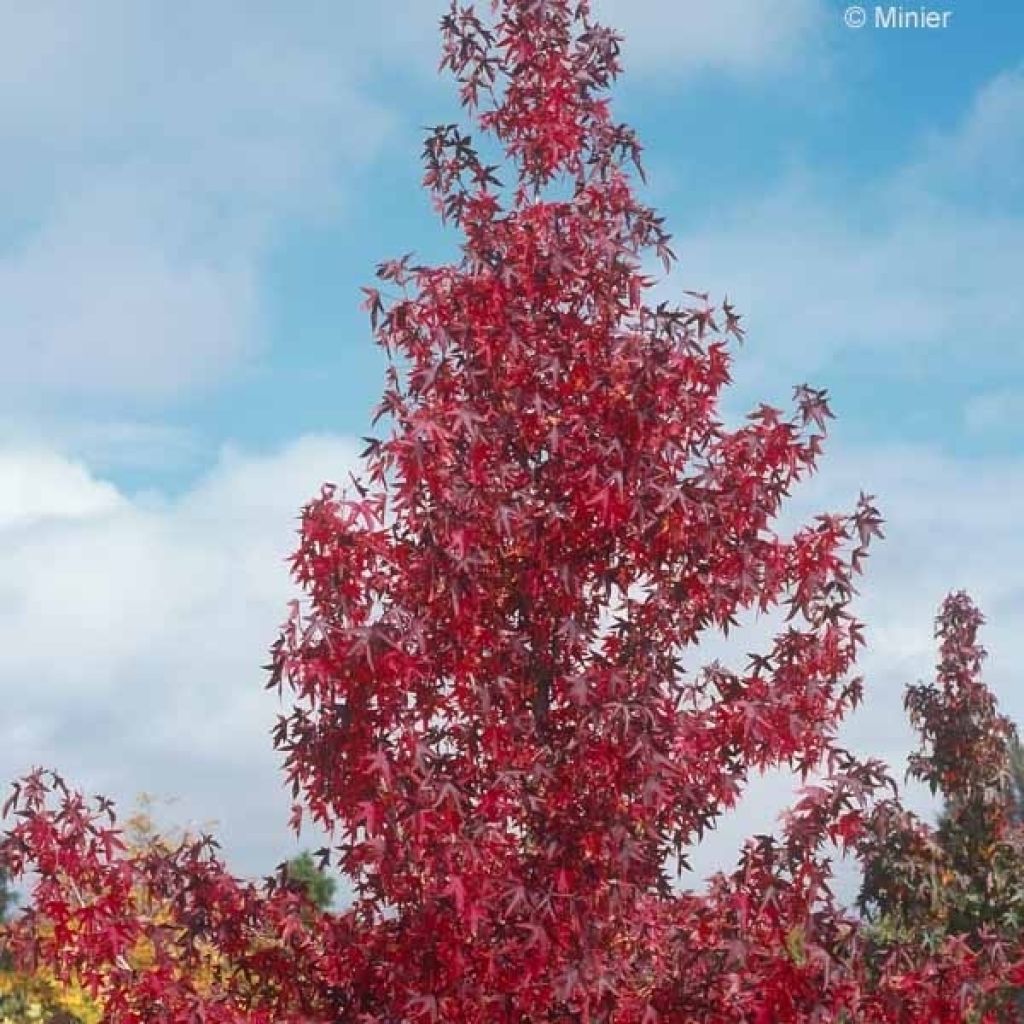 Liquidambar styraciflua Worplesdon - Storace americano