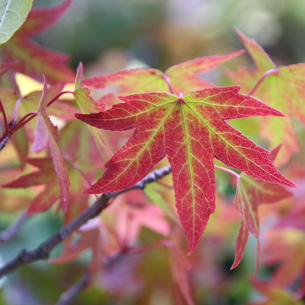 Liquidambar styraciflua Worplesdon - Storace americano