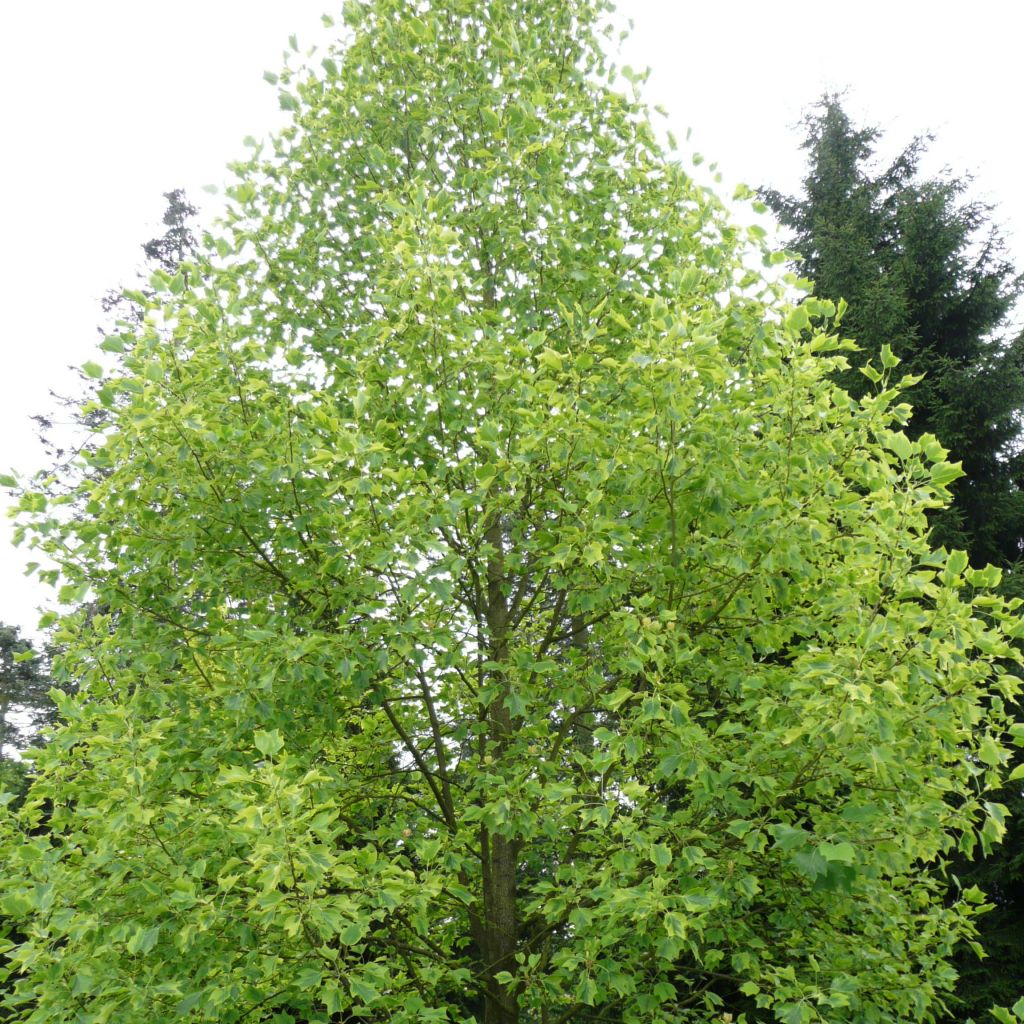 Liriodendron tulipifera Aureomarginatum - Liriodendro