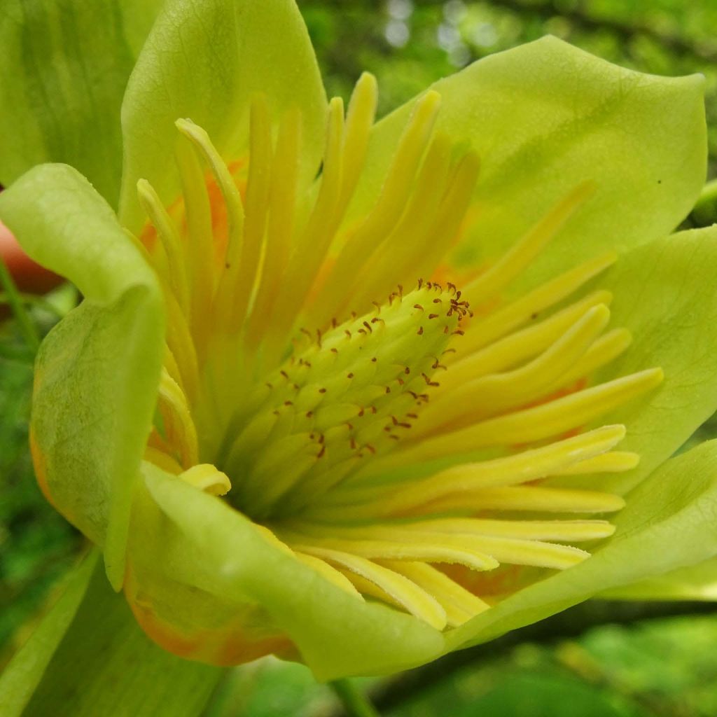 Liriodendron tulipifera Aureomarginatum - Liriodendro