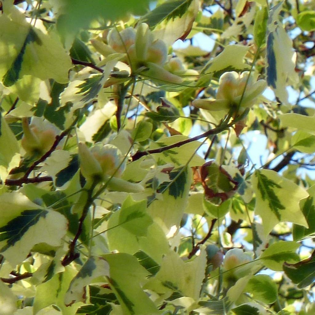 Liriodendron tulipifera Aureomarginatum - Liriodendro