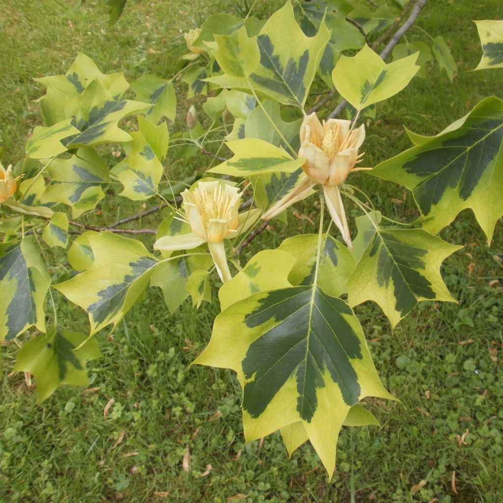 Liriodendron tulipifera Aureomarginatum - Liriodendro