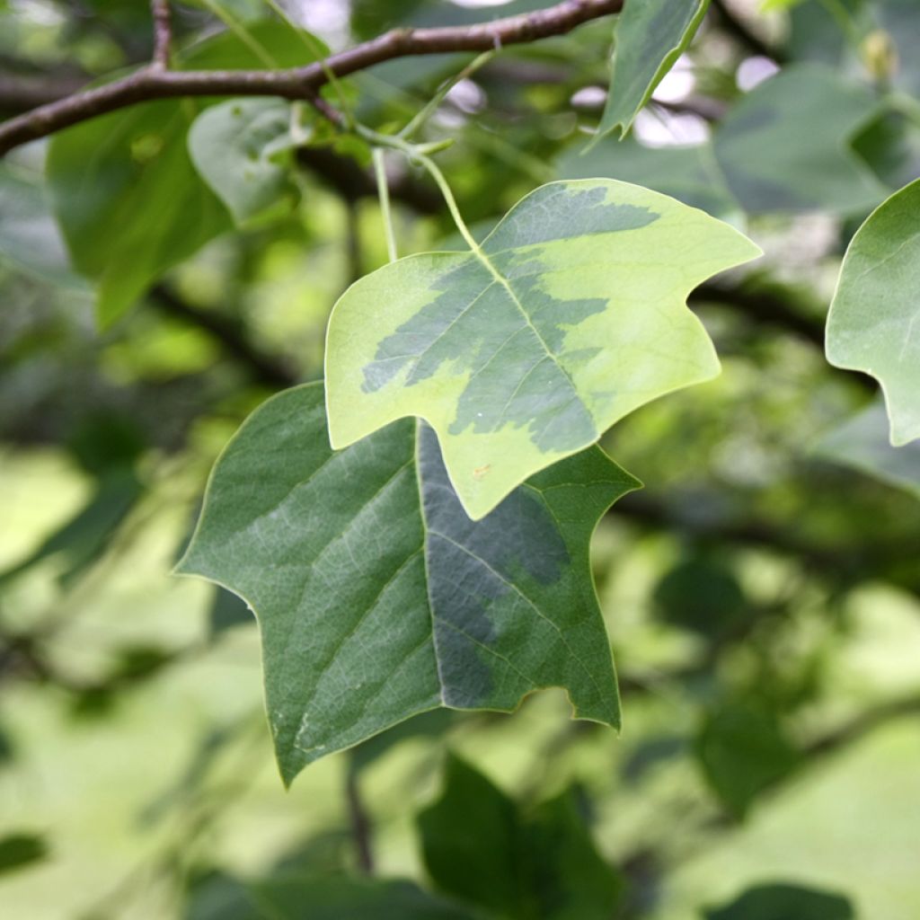 Liriodendron tulipifera Aureomarginatum - Liriodendro