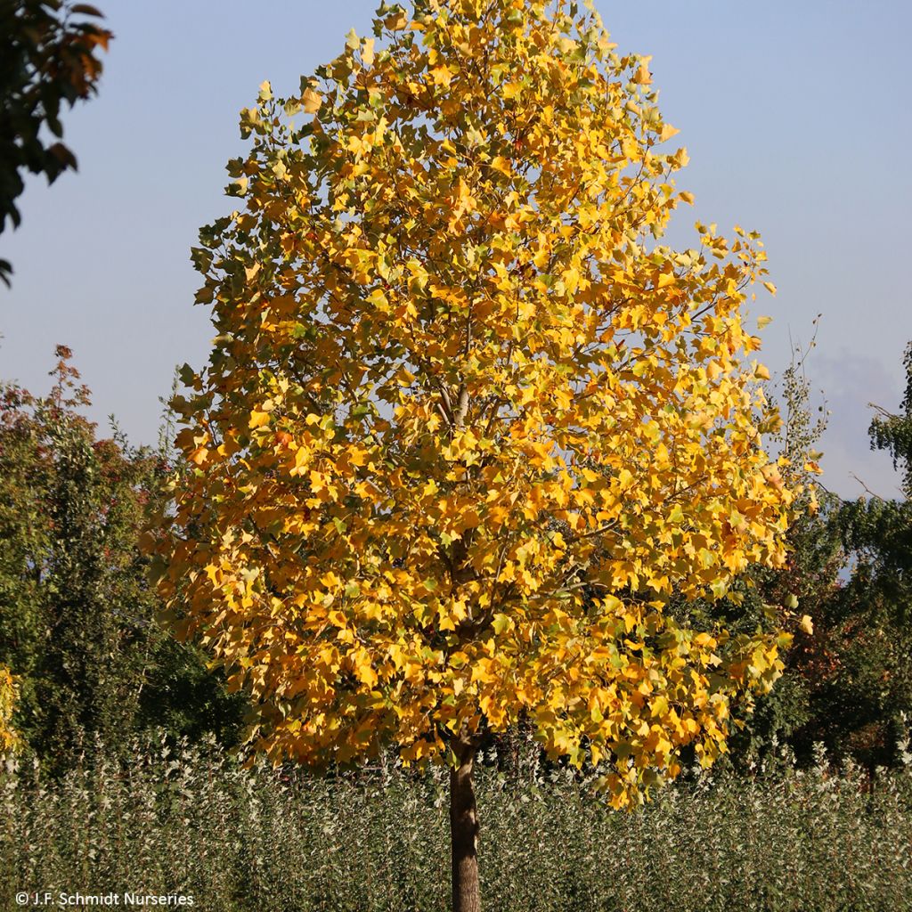 Liriodendron tulipifera Emerald City - Liriodendro