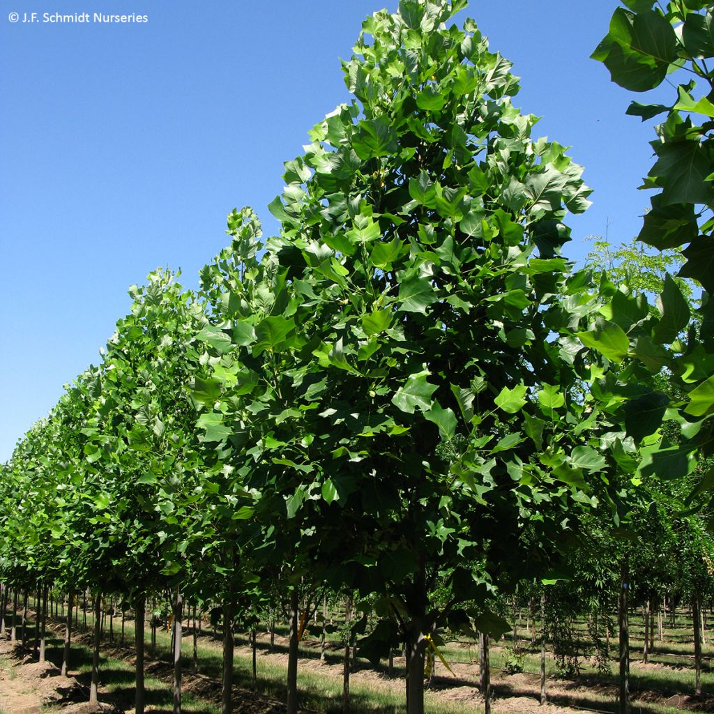 Liriodendron tulipifera Emerald City - Liriodendro