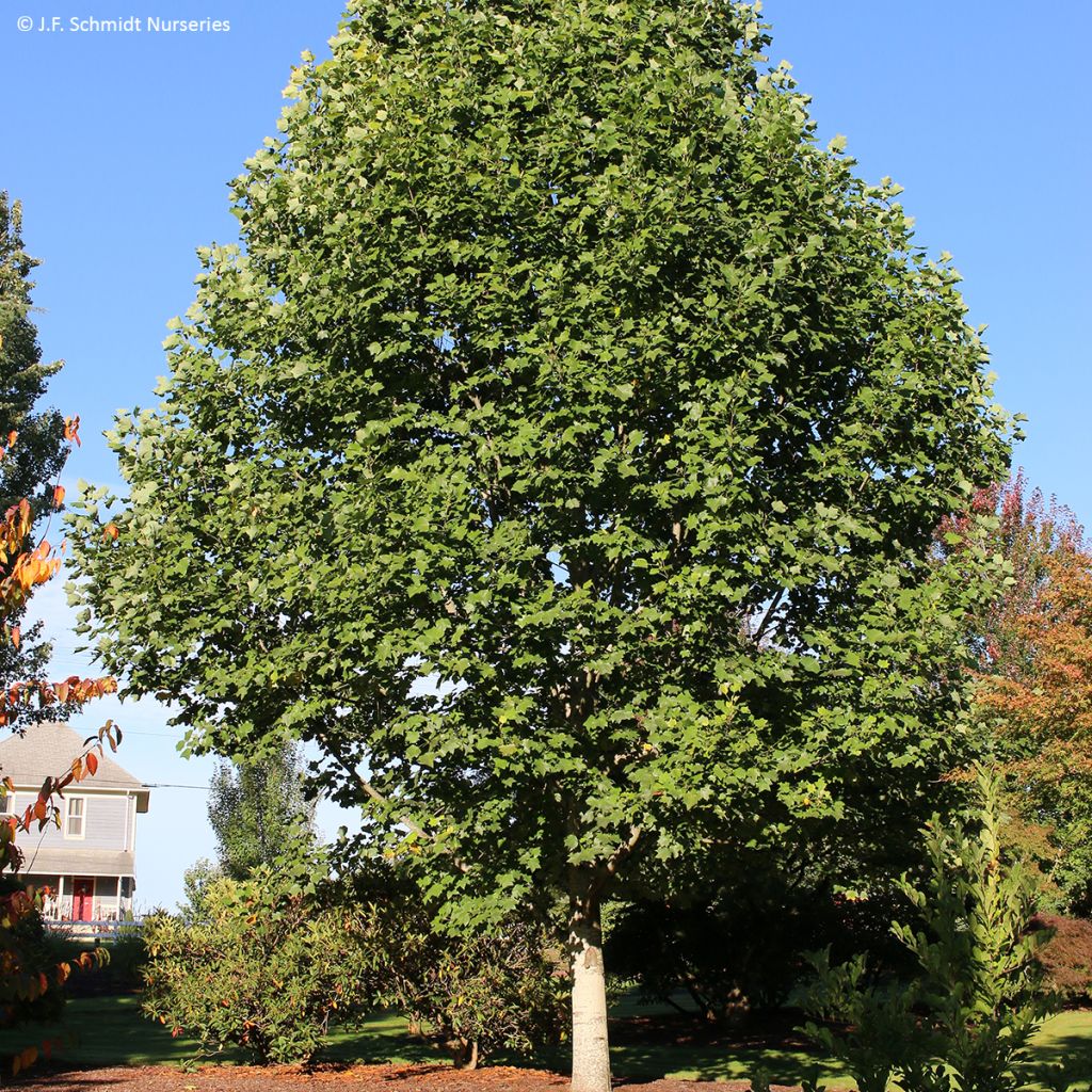 Liriodendron tulipifera Emerald City - Liriodendro