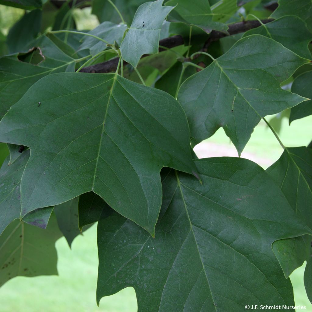 Liriodendron tulipifera Emerald City - Liriodendro