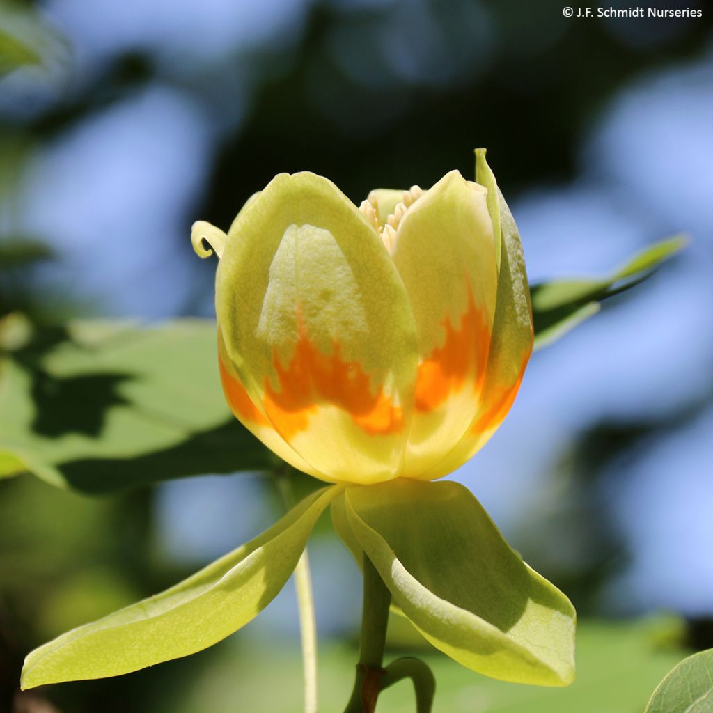 Liriodendron tulipifera Emerald City - Liriodendro