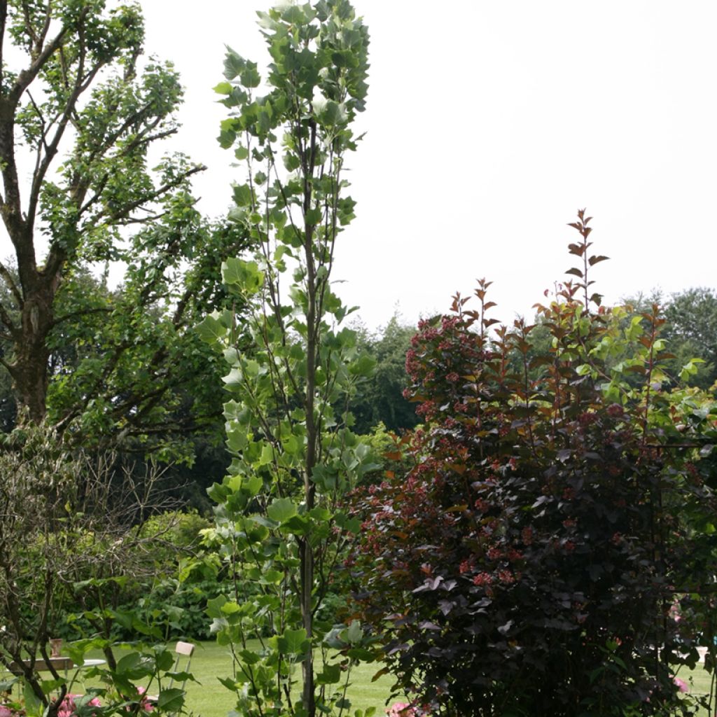 Liriodendron tulipifera Fastigiata - Liriodendro