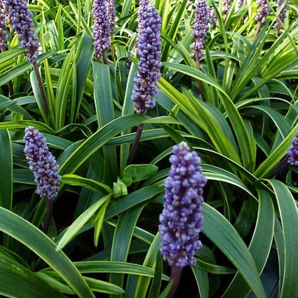 Liriope muscari Gold Banded