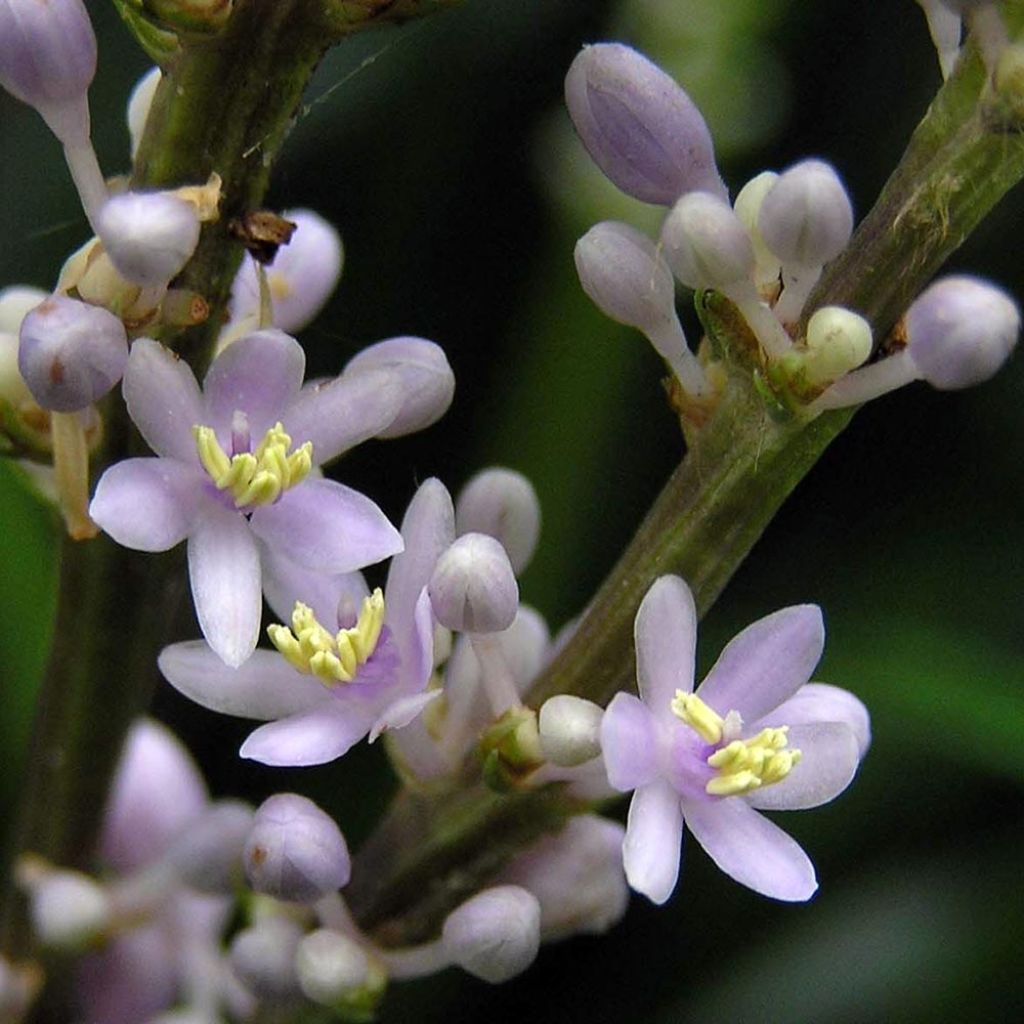 Liriope spicata