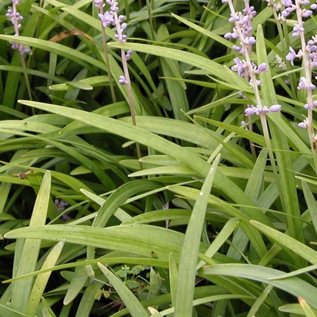 Liriope spicata