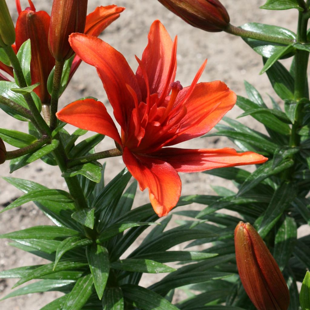 Lilium Red Twin - Lis asiatique double