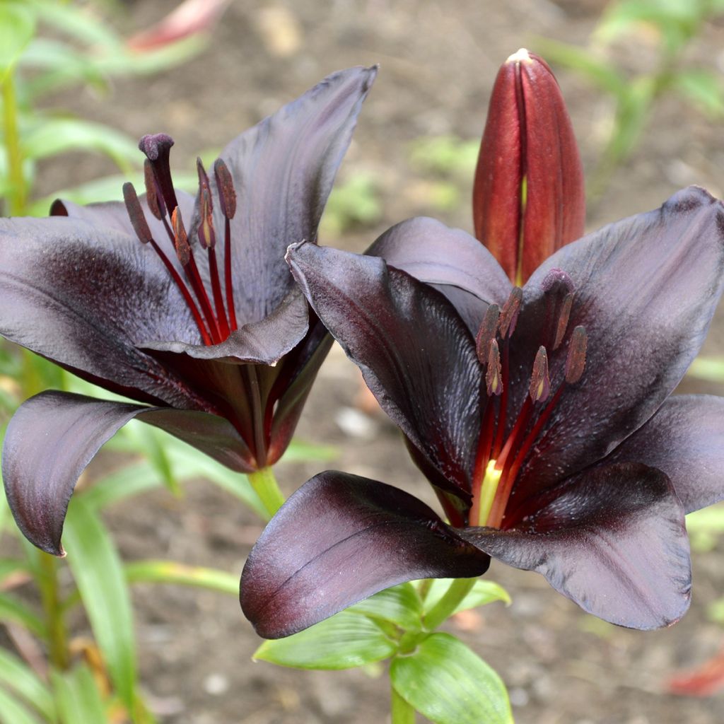 Lis asiatique - Lilium Landini