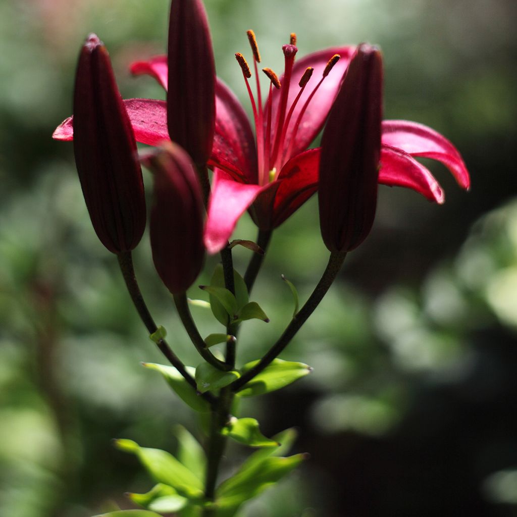 Lis asiatique - Lilium Landini