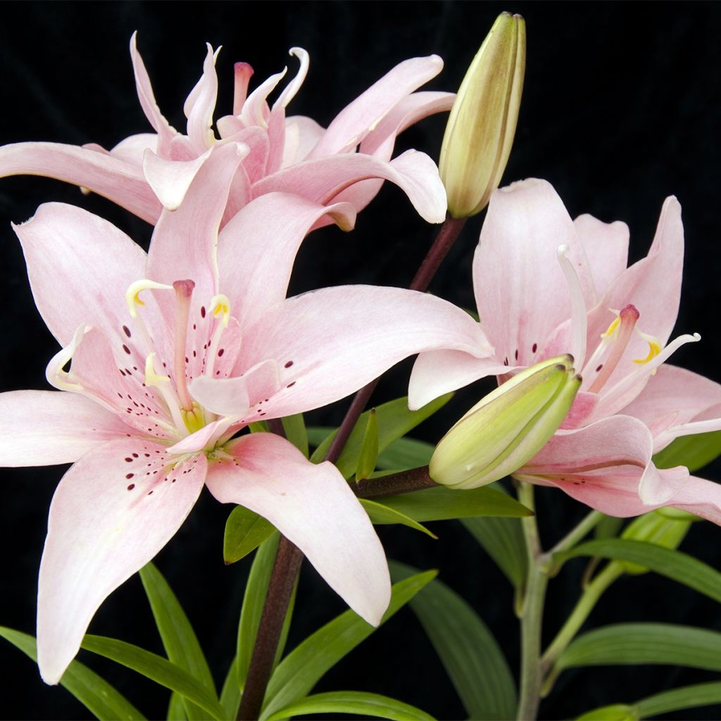 Lis asiatique double - Lilium Elodie