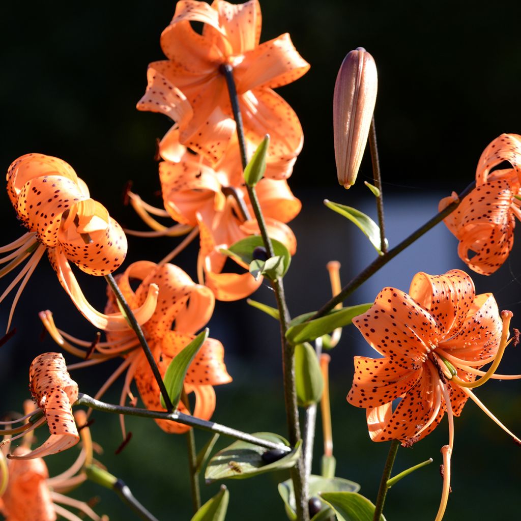 Lis botanique henryi