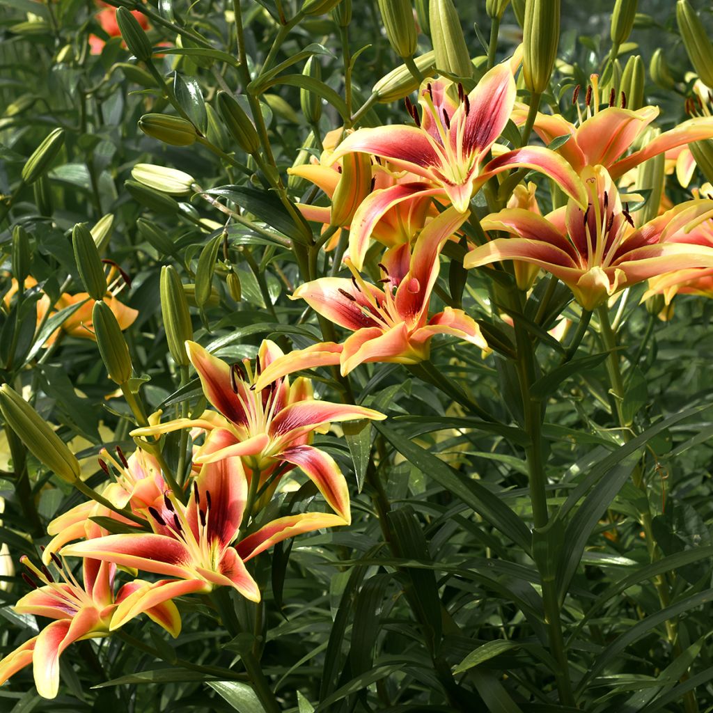 Lis hybride Avalon Sunset - Lilium asiatique x oriental