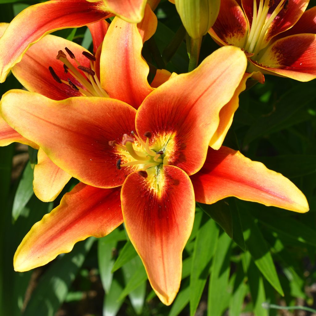 Lis hybride Avalon Sunset - Lilium asiatique x oriental