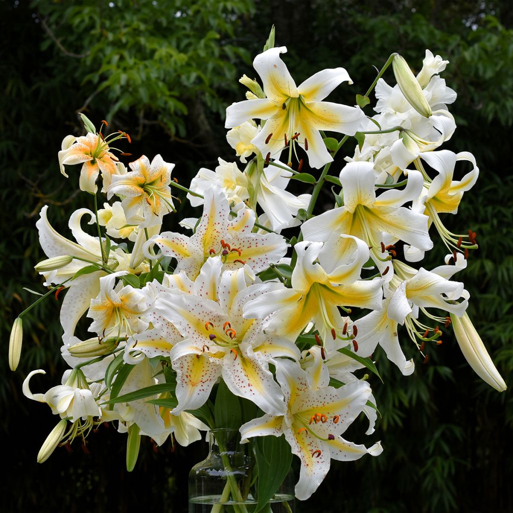 Lis hybride de henryi - Lilium Lady Alice