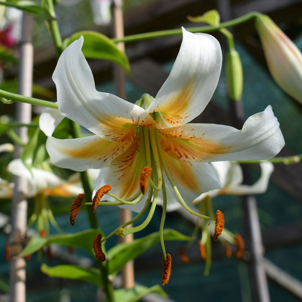 Lis hybride de henryi - Lilium Lady Alice