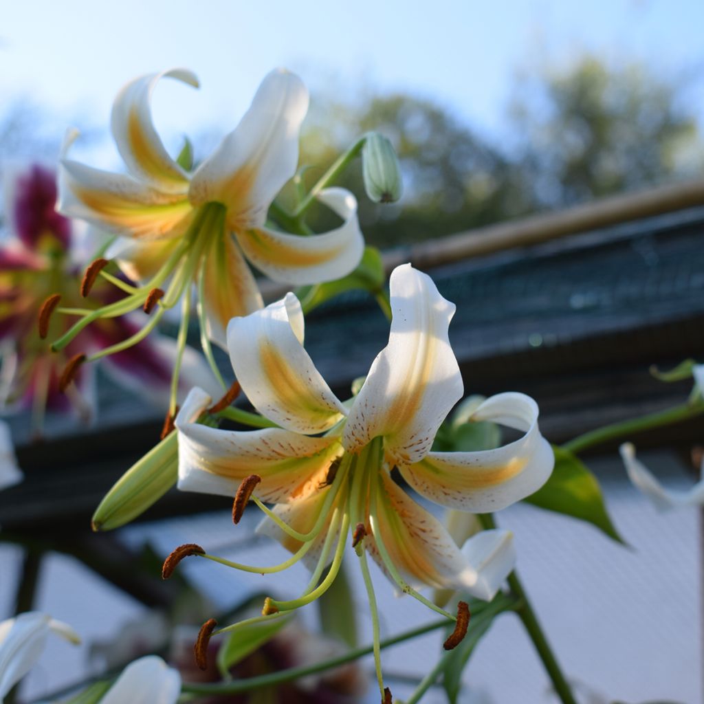 Lis hybride de henryi - Lilium Lady Alice