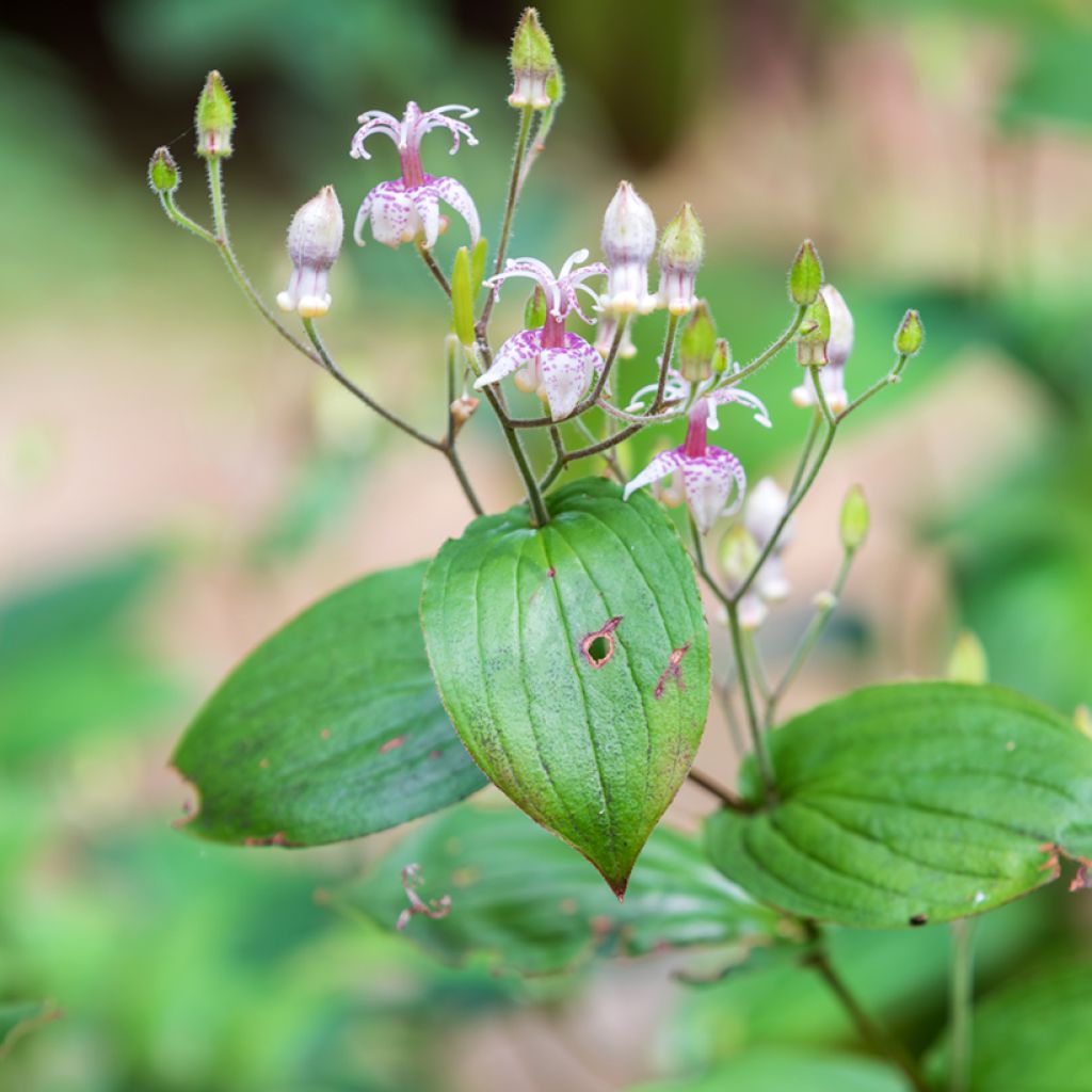 Tricyrtis macropoda