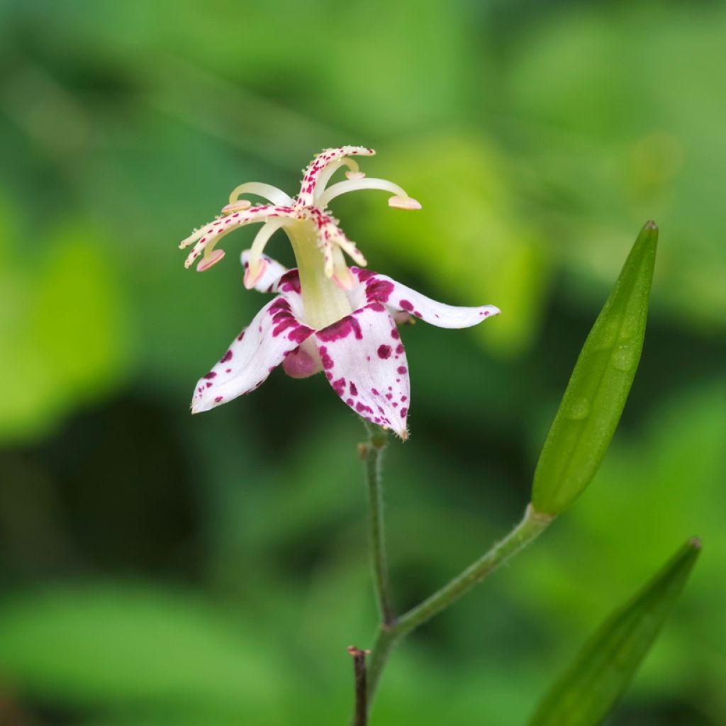 Tricyrtis macropoda