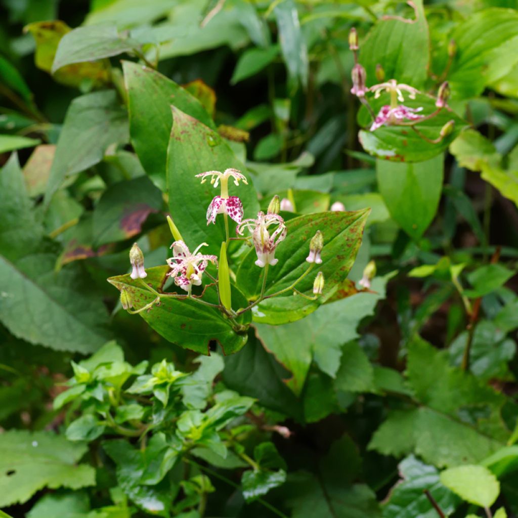 Tricyrtis macropoda