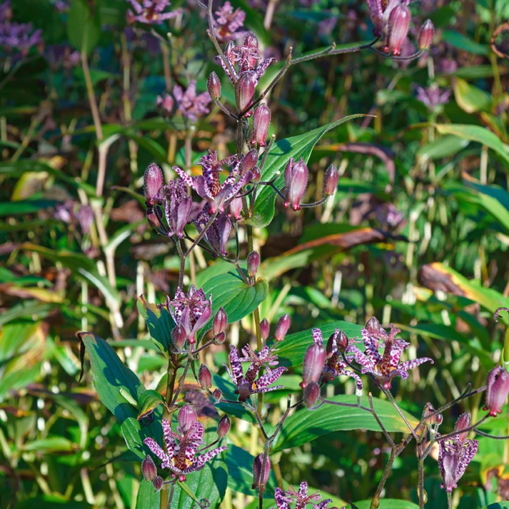 Tricyrtis formosana