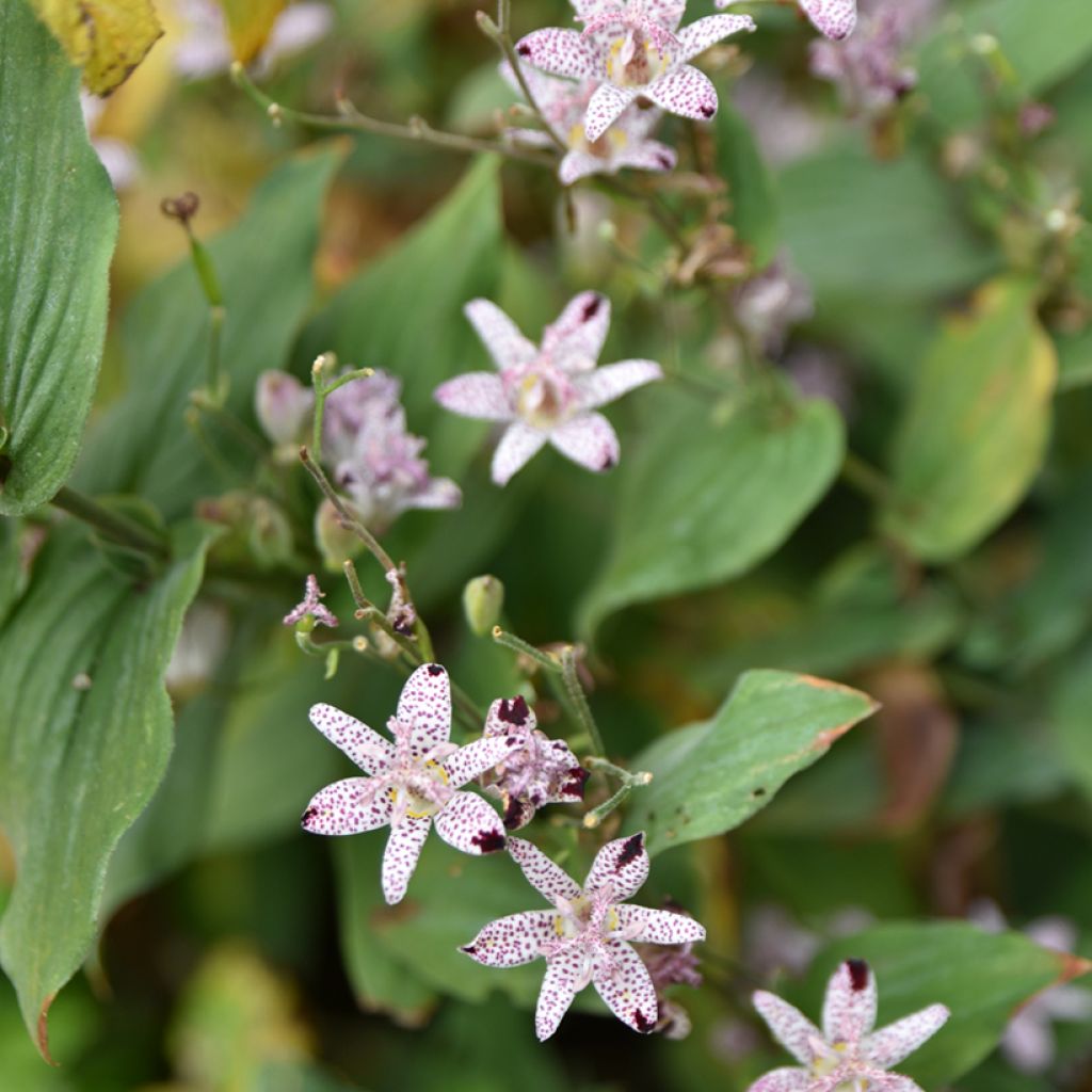 Tricyrtis formosana