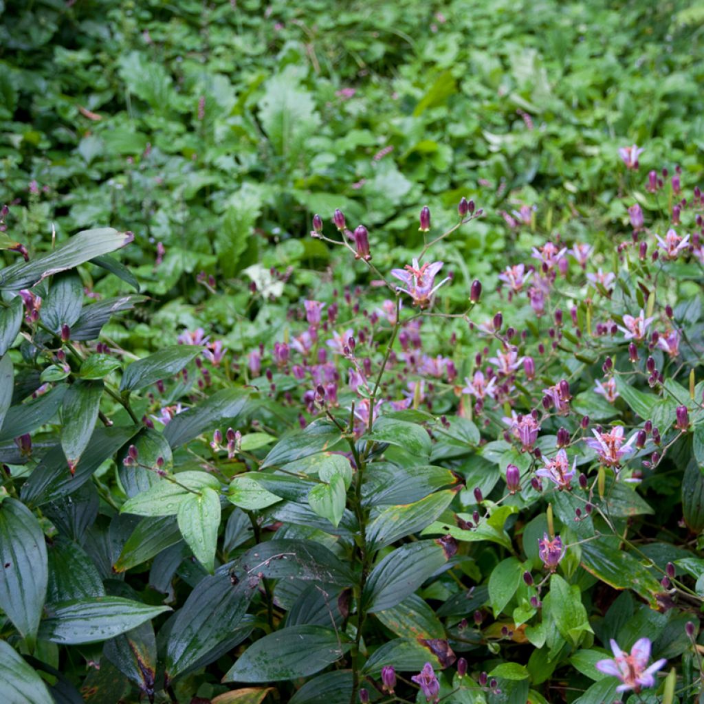 Tricyrtis formosana